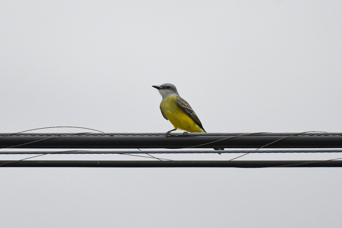 Tropical Kingbird - ML645081191