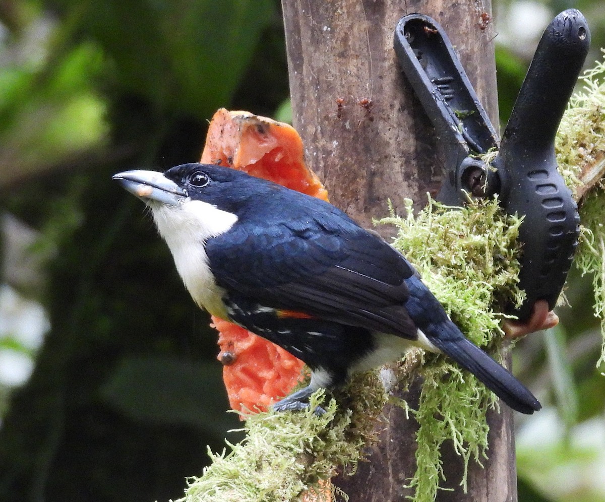 Spot-crowned Barbet - ML645081199