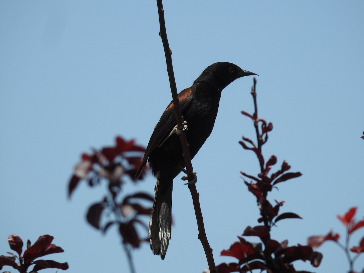Variable Oriole - ML645081207