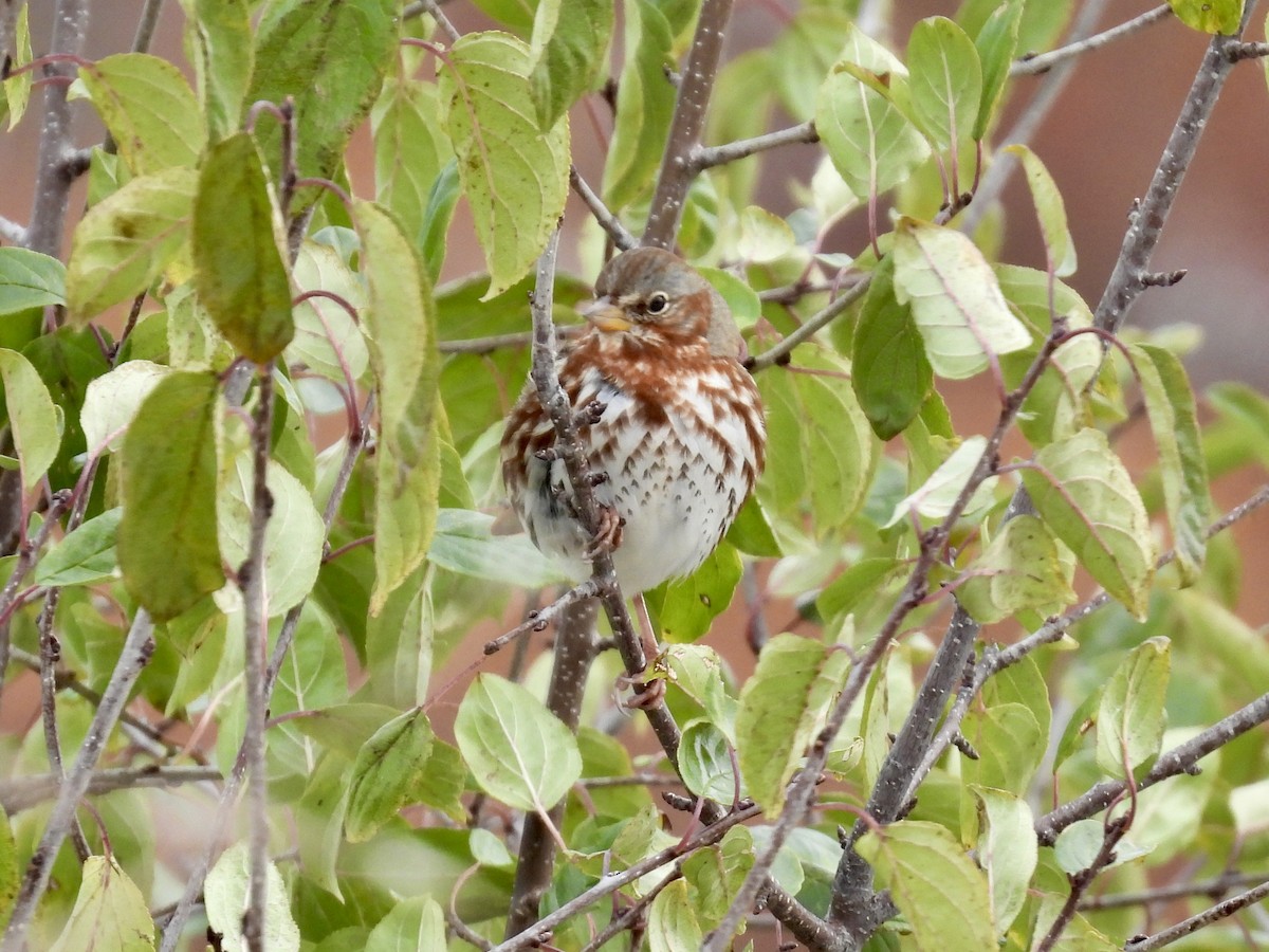 Fox Sparrow - ML645081213