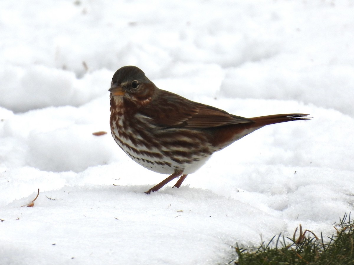 Fox Sparrow - ML645081214