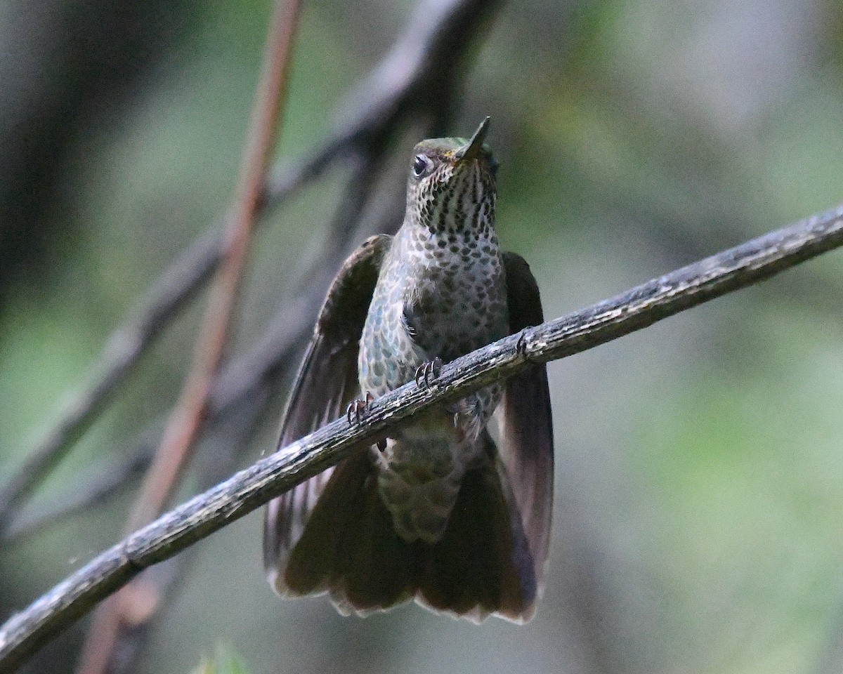 Green-backed Firecrown - ML645081216