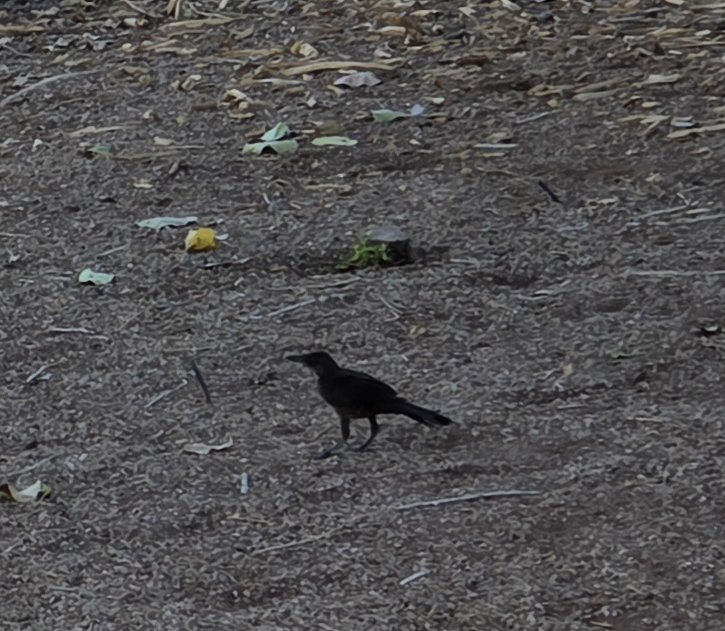 Great-tailed Grackle - ML645081219