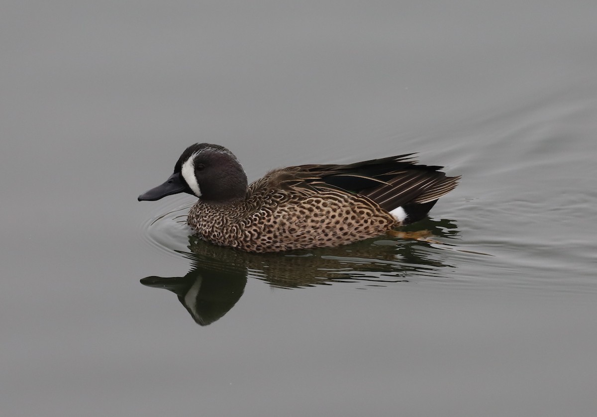 Blue-winged Teal - ML645081221