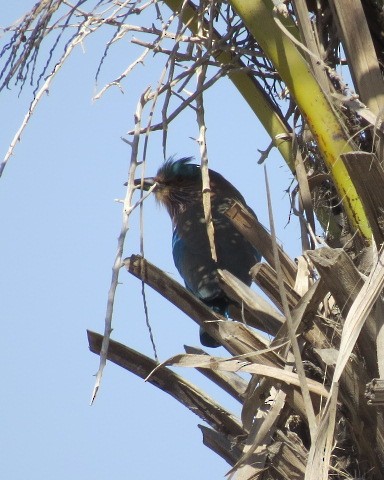 Indian Roller - ML645081223