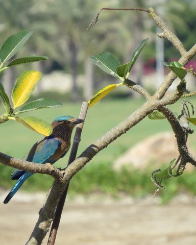 Indian Roller - ML645081224