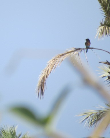 Indian Roller - ML645081225