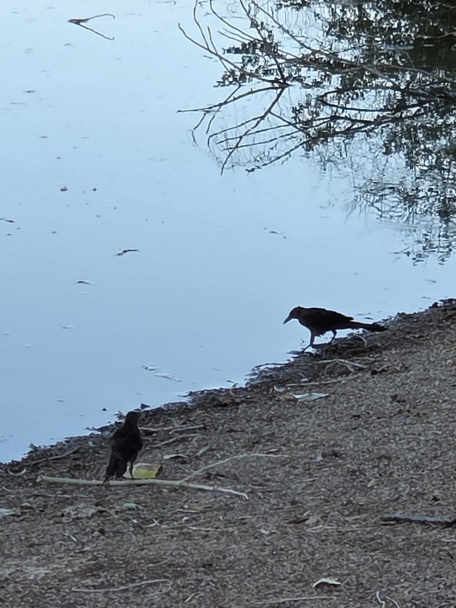 Great-tailed Grackle - ML645081226