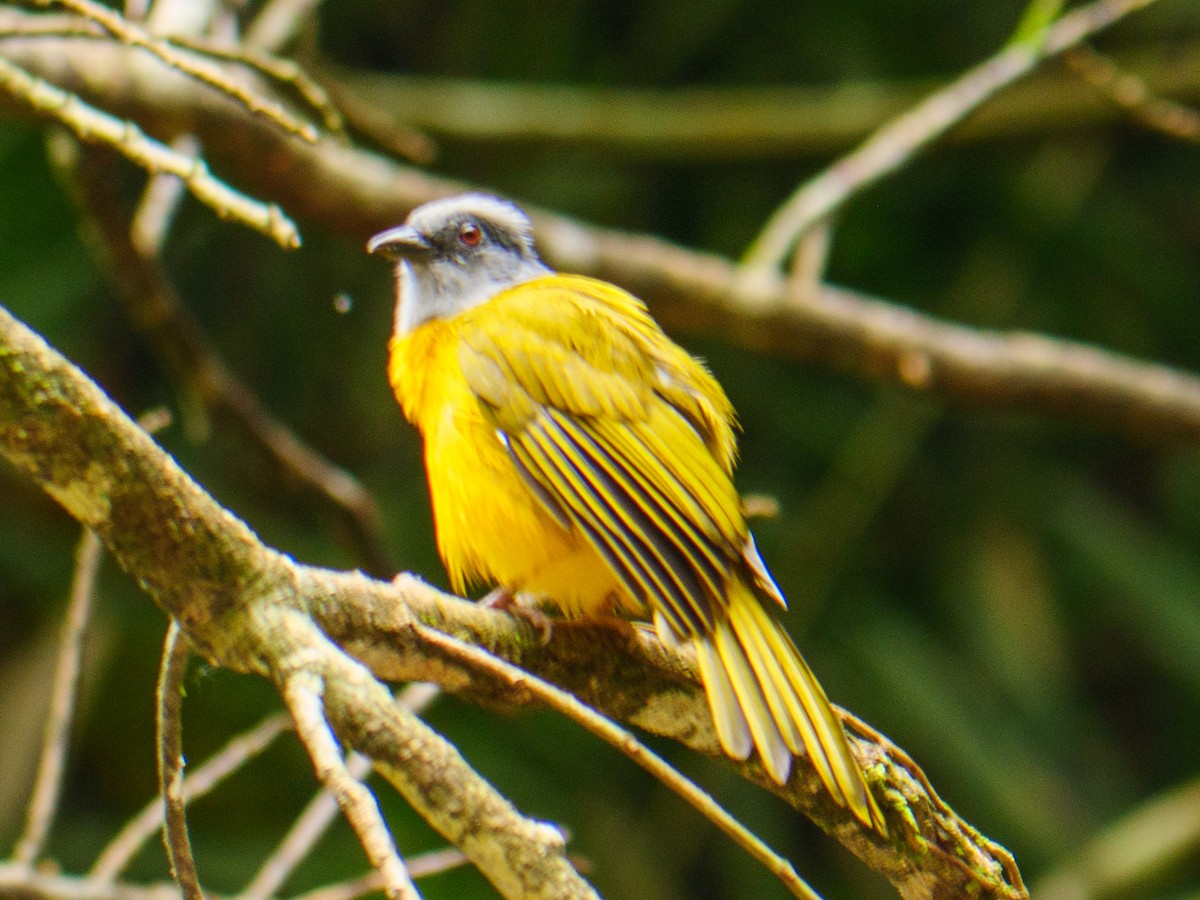 Gray-headed Tanager - ML645081227