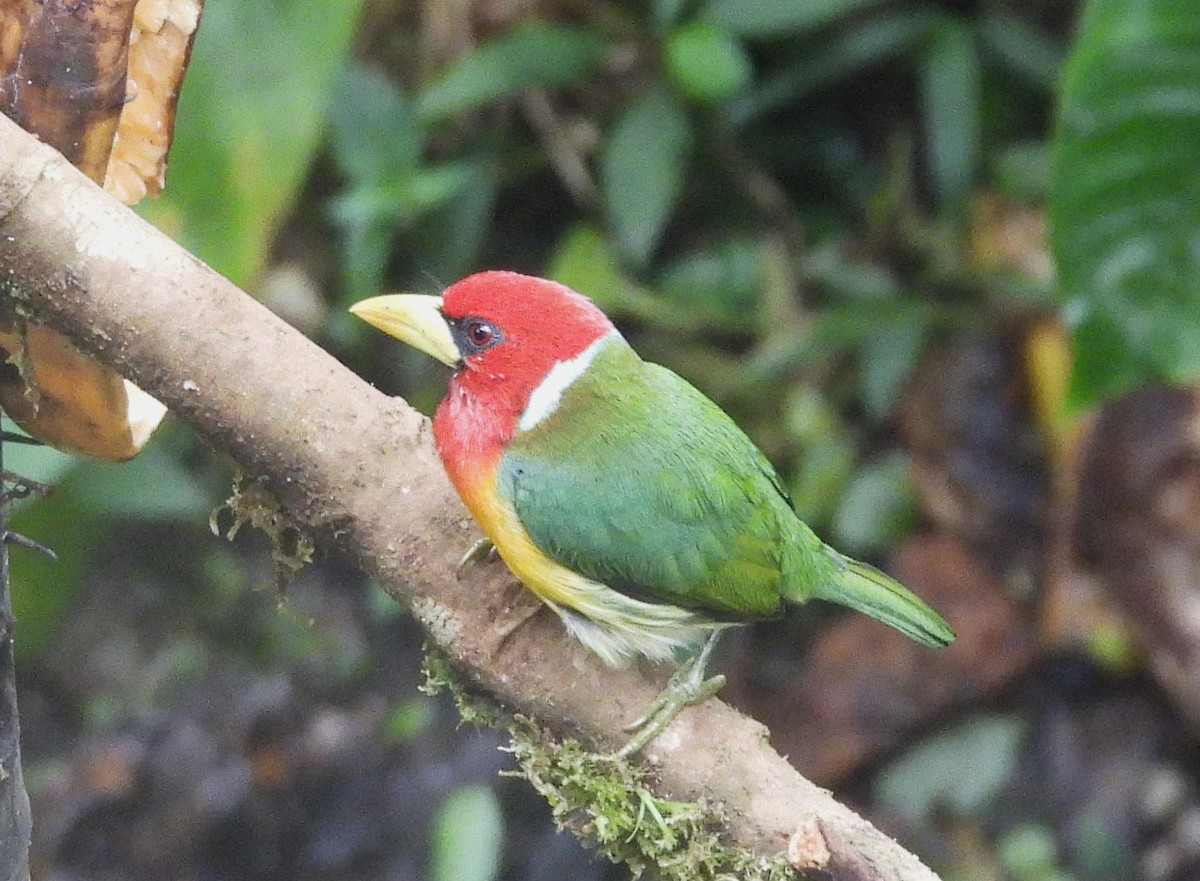 Red-headed Barbet - ML645081228