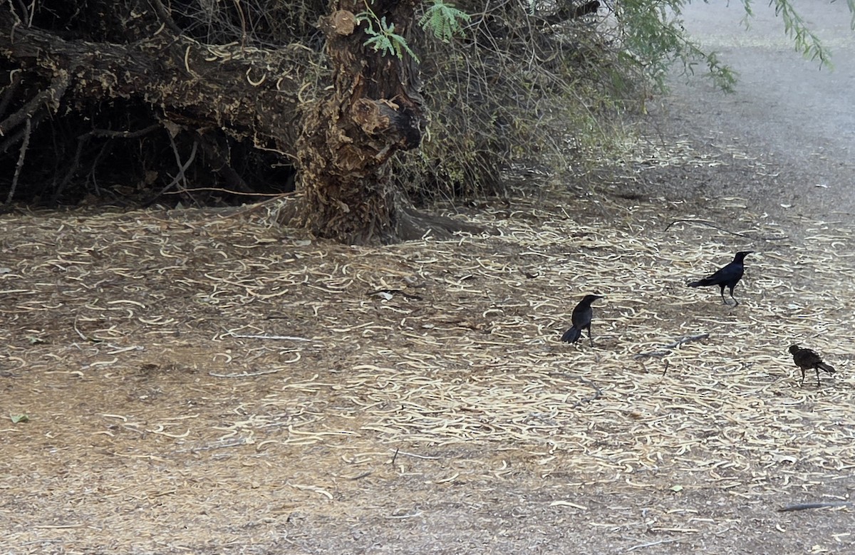 Great-tailed Grackle - ML645081229