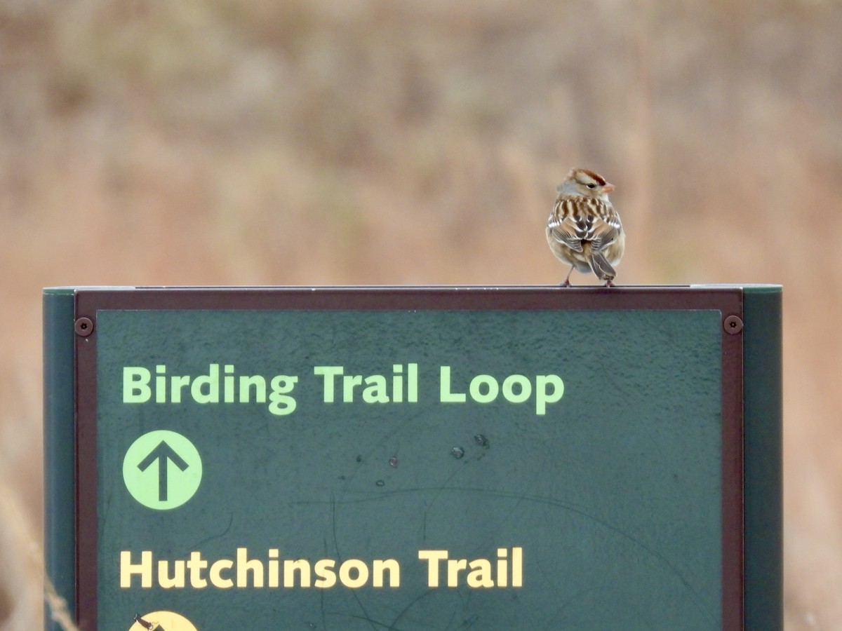 White-crowned Sparrow - ML645081230