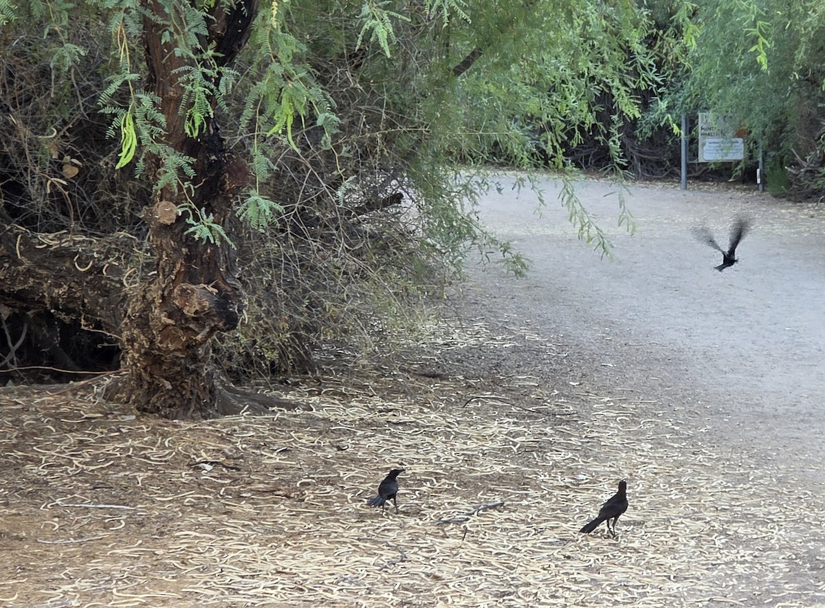 Great-tailed Grackle - ML645081234