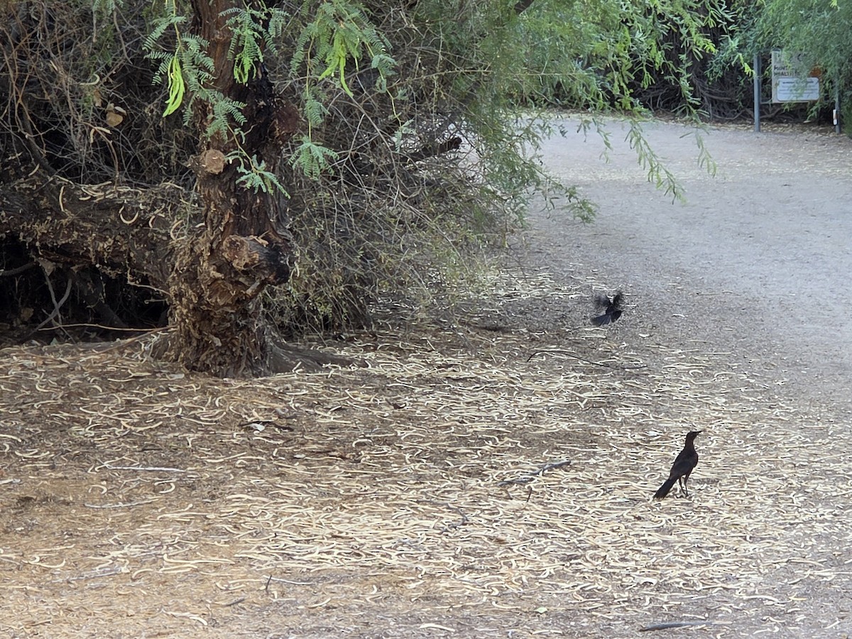 Great-tailed Grackle - ML645081235