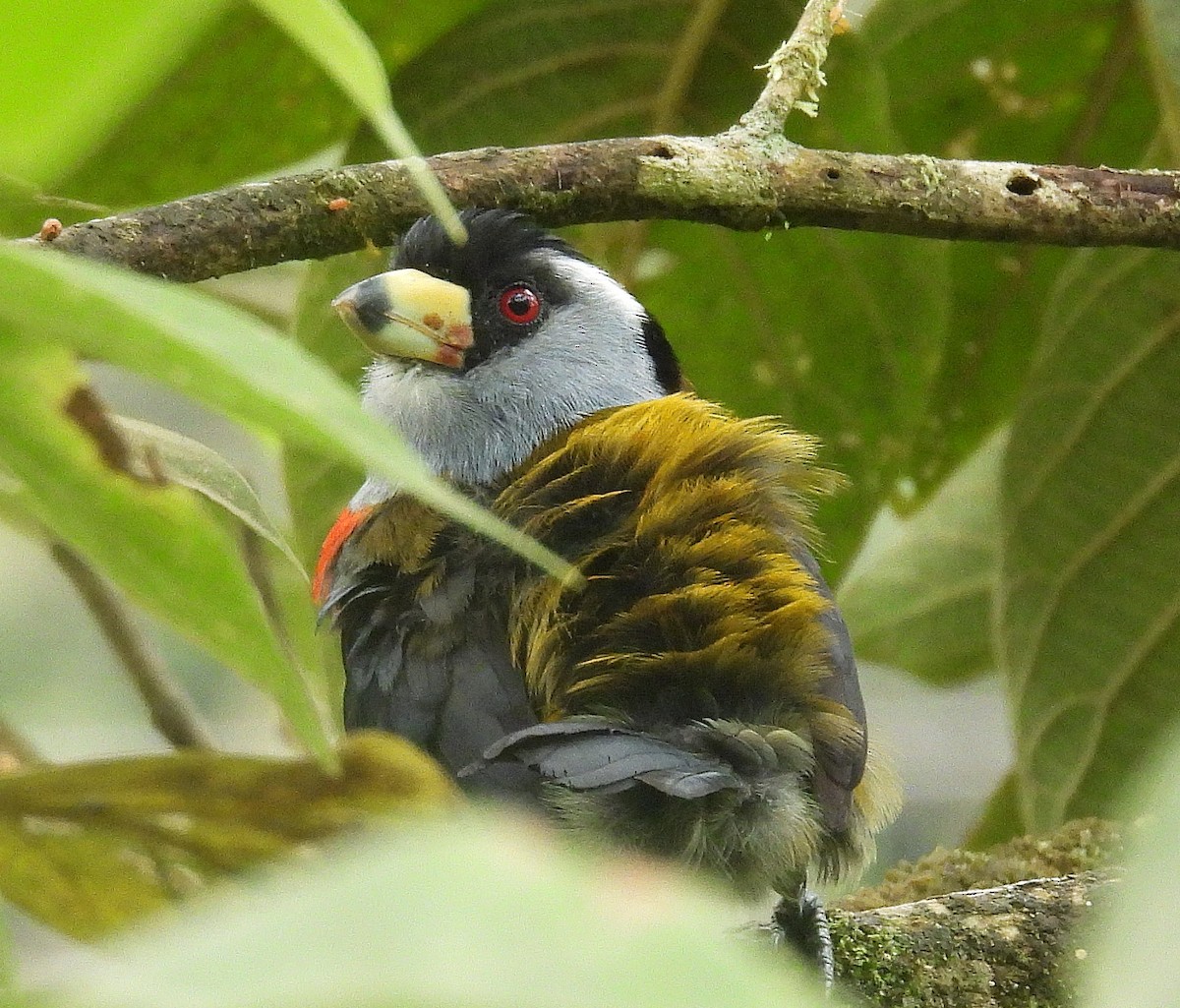 Toucan Barbet - ML645081236