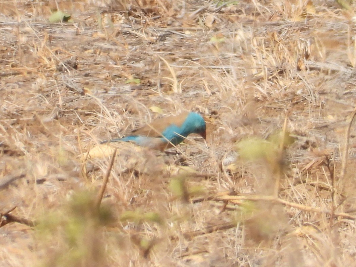 Somali Bunting - ML645081237