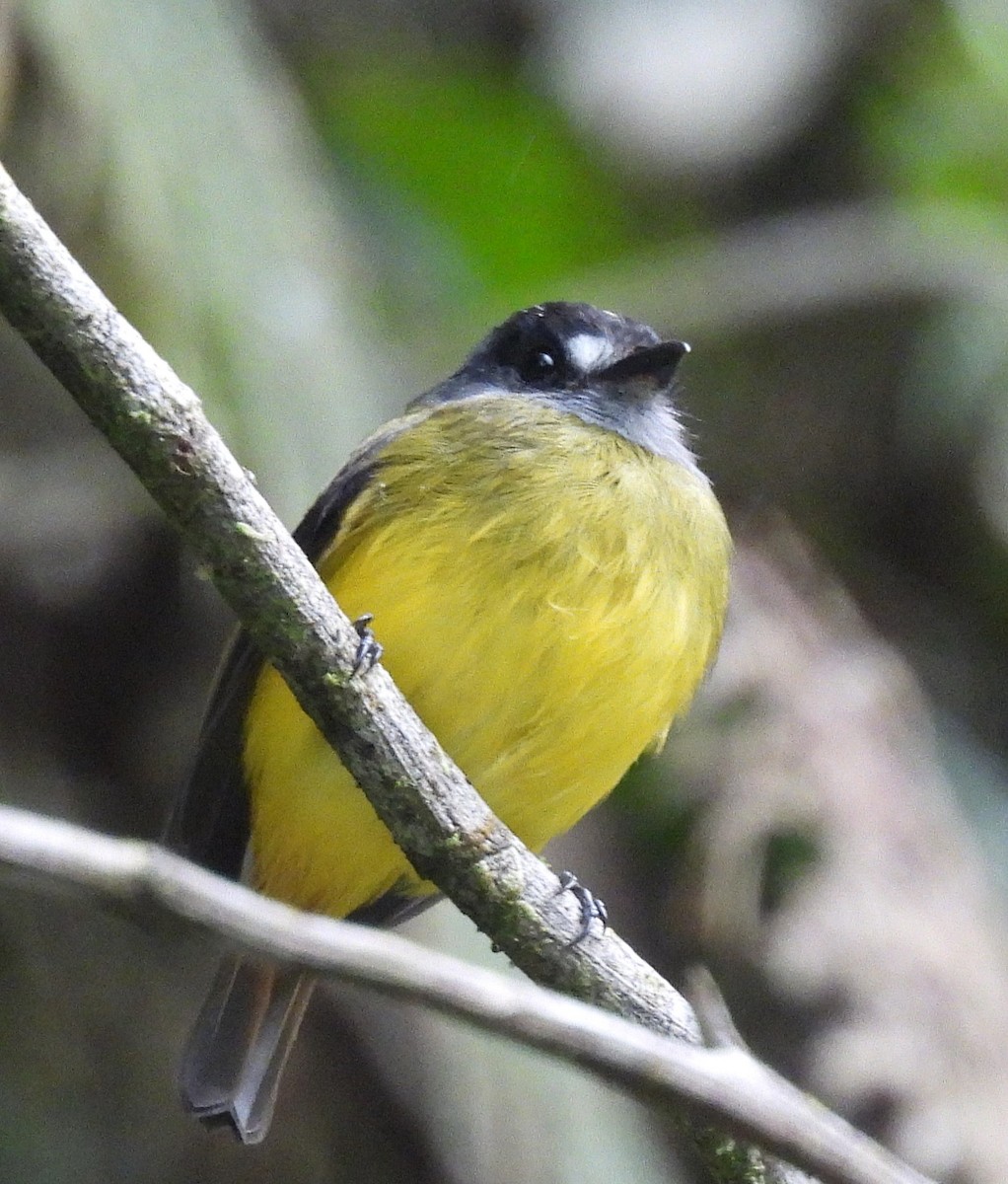 Ornate Flycatcher - ML645081257