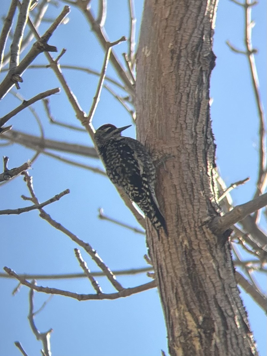 Yellow-bellied Sapsucker - ML645081258
