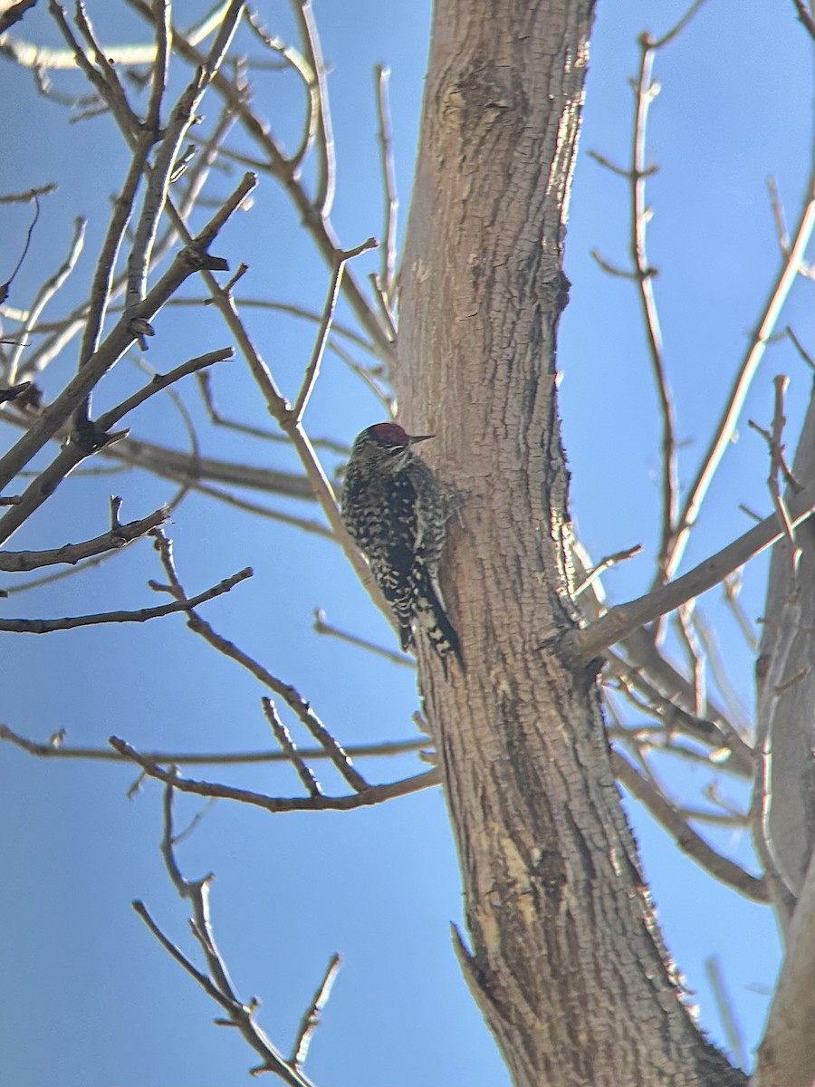 Yellow-bellied Sapsucker - ML645081260