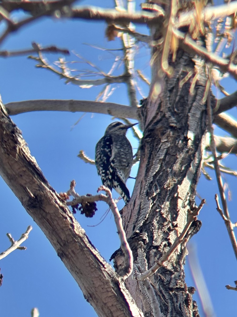 Yellow-bellied Sapsucker - ML645081261