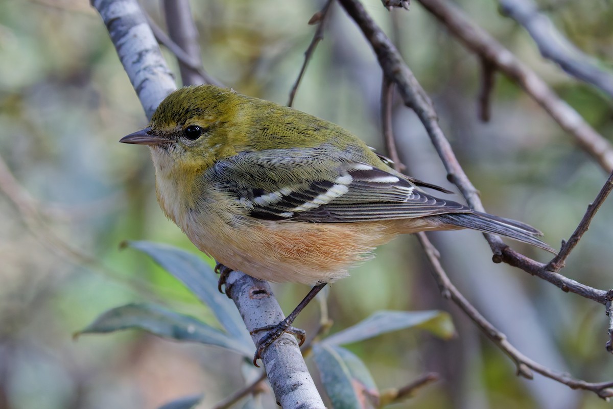 Пісняр-лісовик каштановий - ML645081263