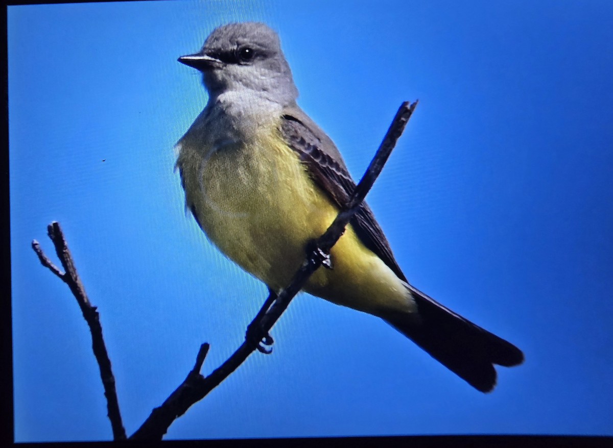 Western Kingbird - ML645081270