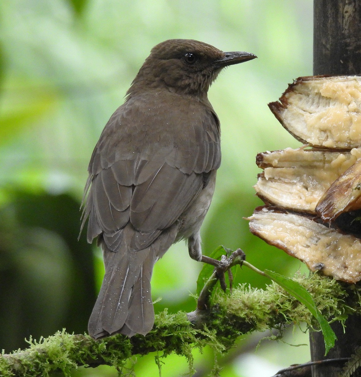 Black-billed Thrush - ML645081273