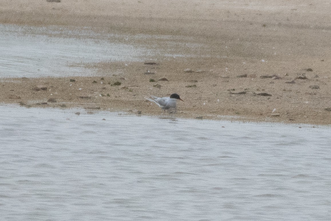 Arctic Tern - ML645081281