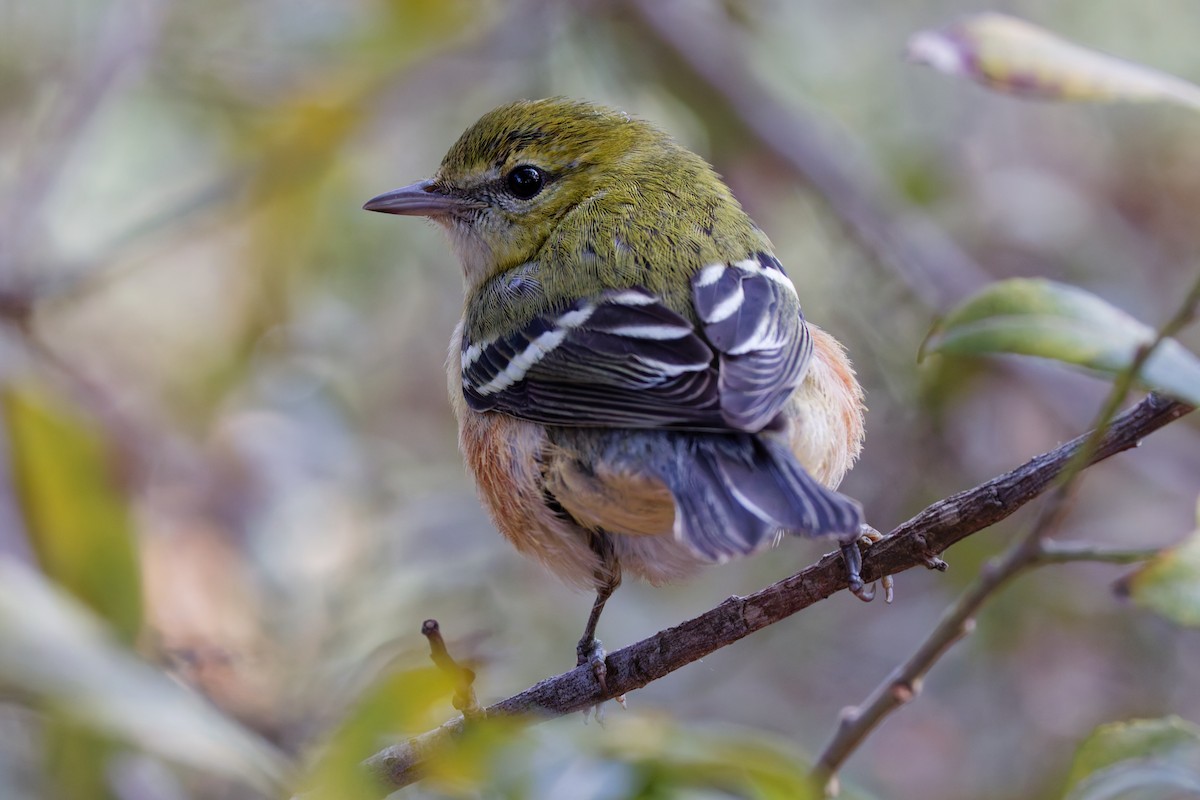 Пісняр-лісовик каштановий - ML645081282