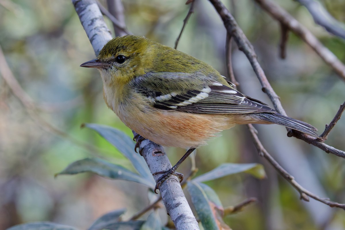 Пісняр-лісовик каштановий - ML645081283