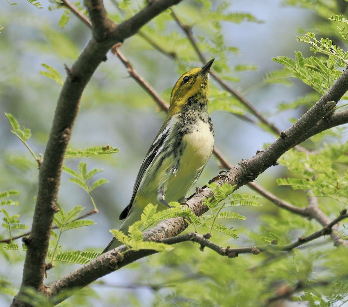 Black-throated Green Warbler - ML645081284