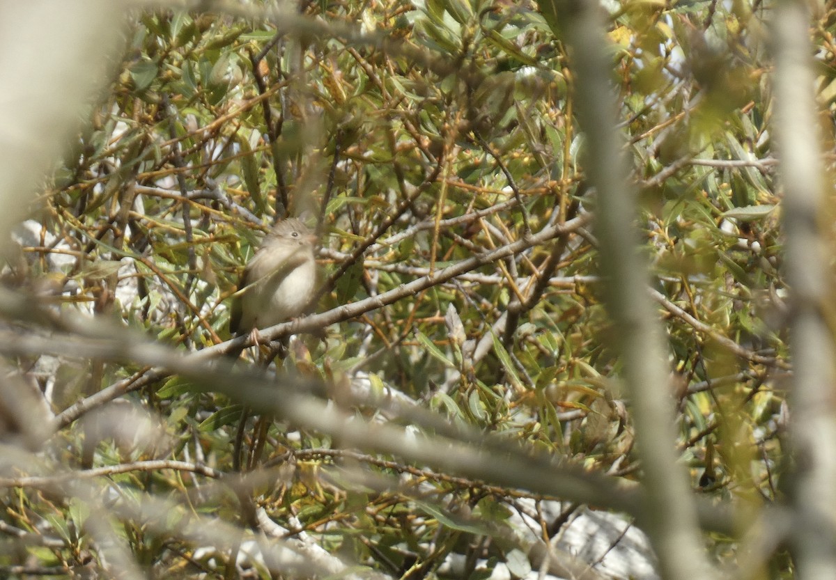 Tarla Serçesi - ML645081290