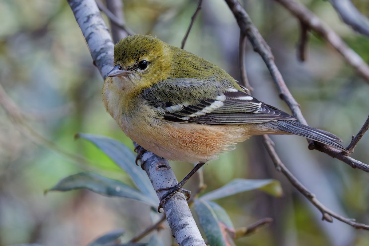 Пісняр-лісовик каштановий - ML645081298