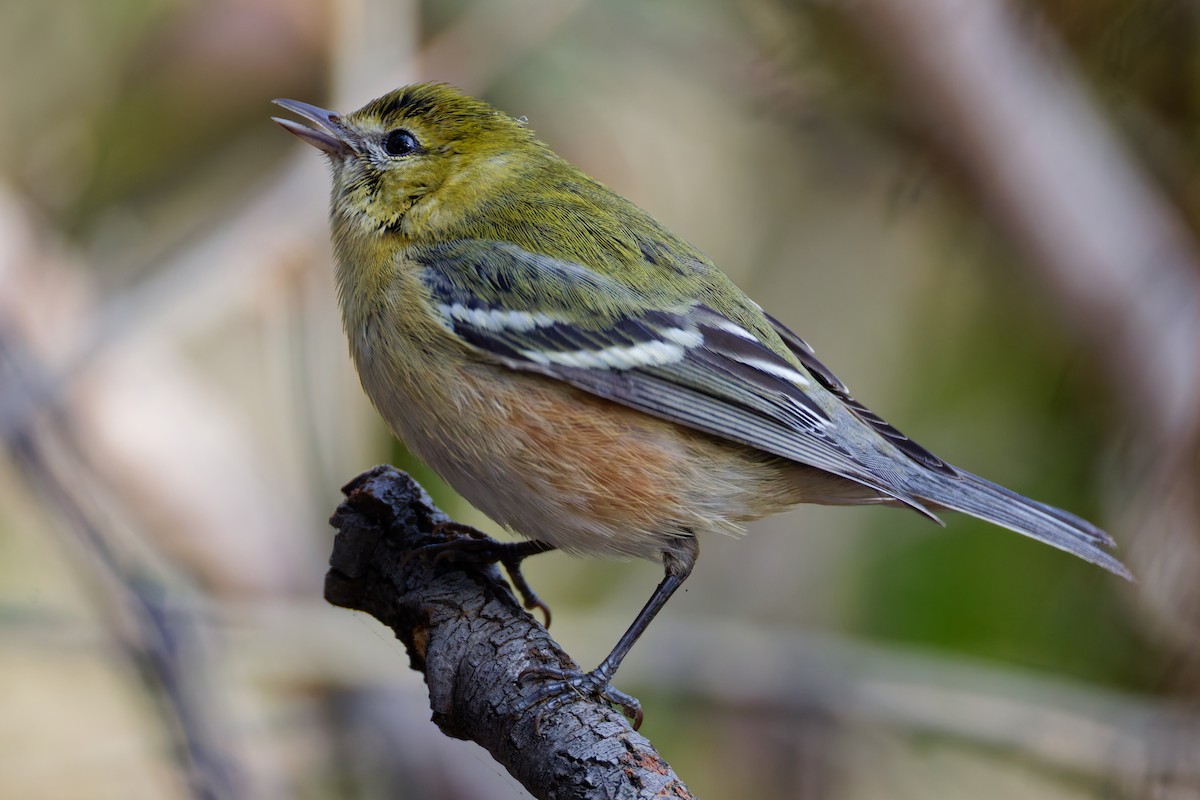 Пісняр-лісовик каштановий - ML645081305