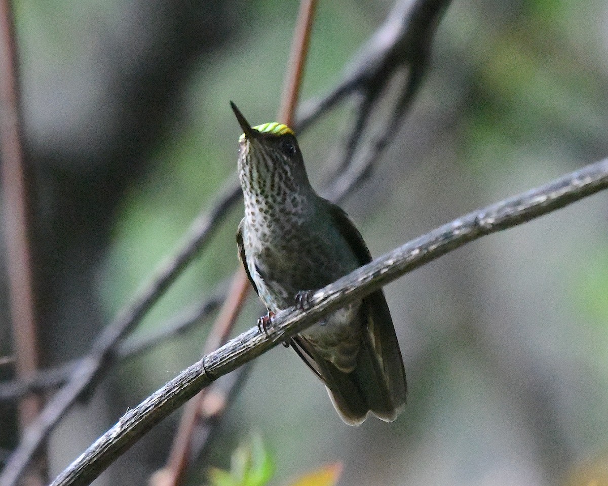 Colibrí Austral - ML645081311