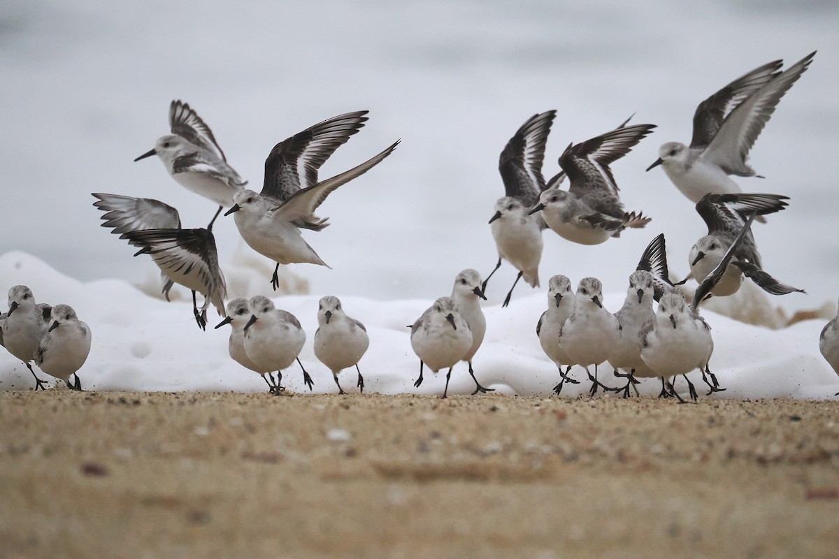 Sanderling - ML645081312