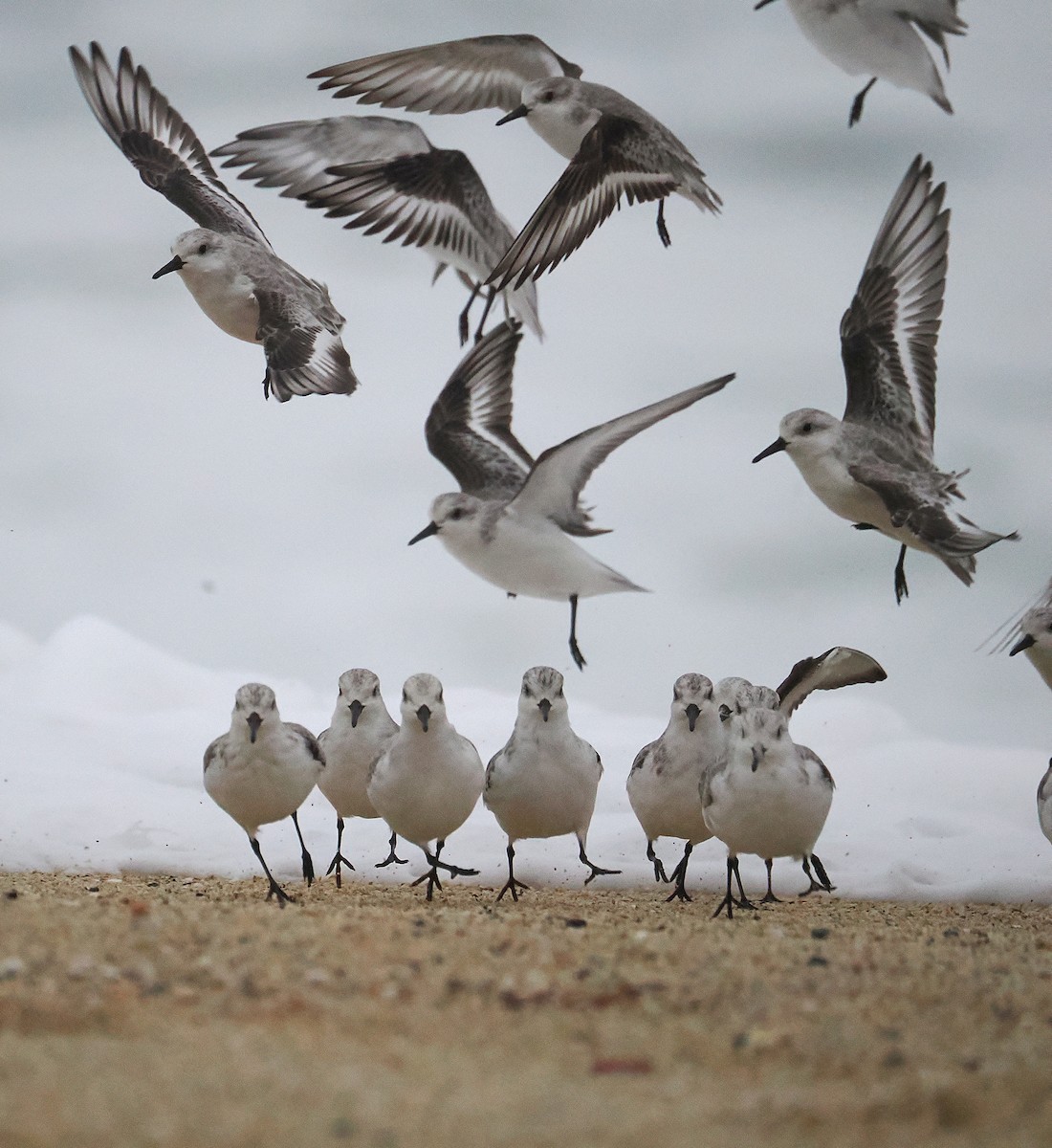 Sanderling - ML645081313