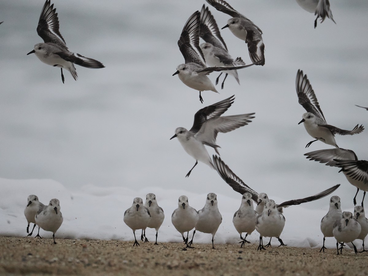 Sanderling - ML645081314