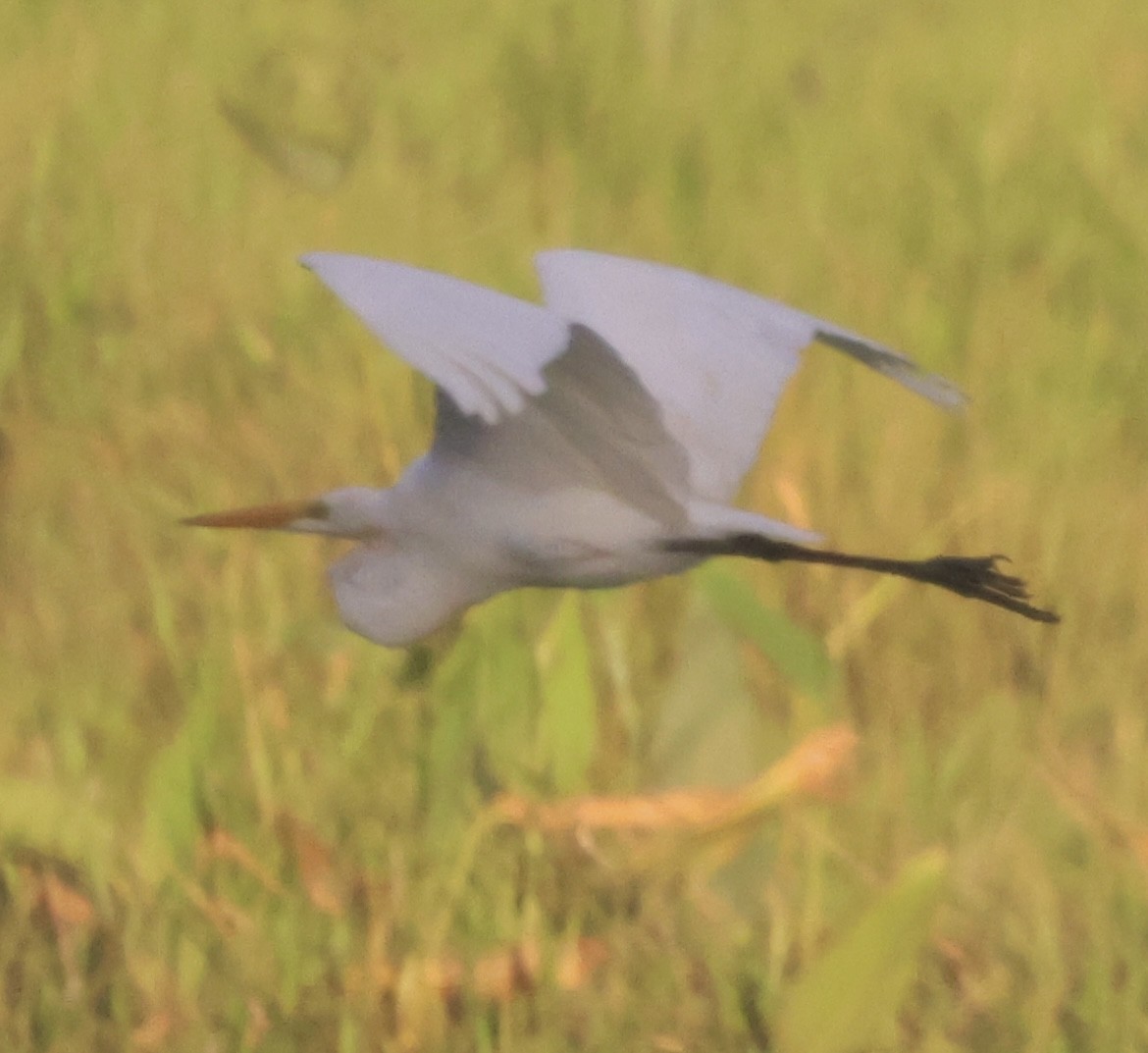 Great Egret - ML645081317