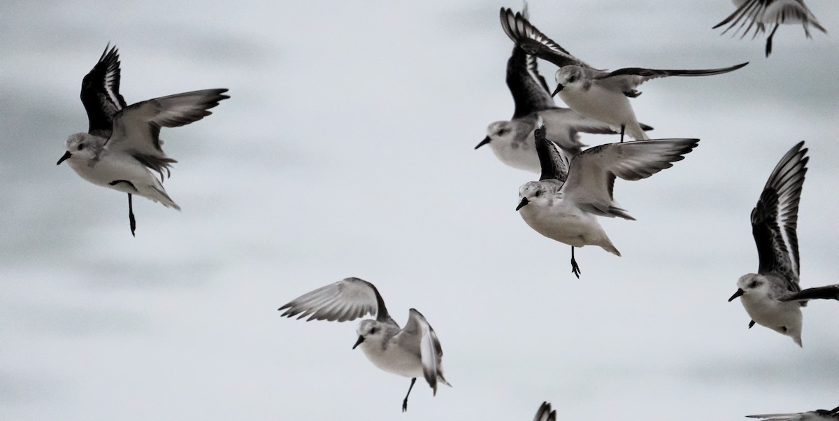 Sanderling - ML645081319