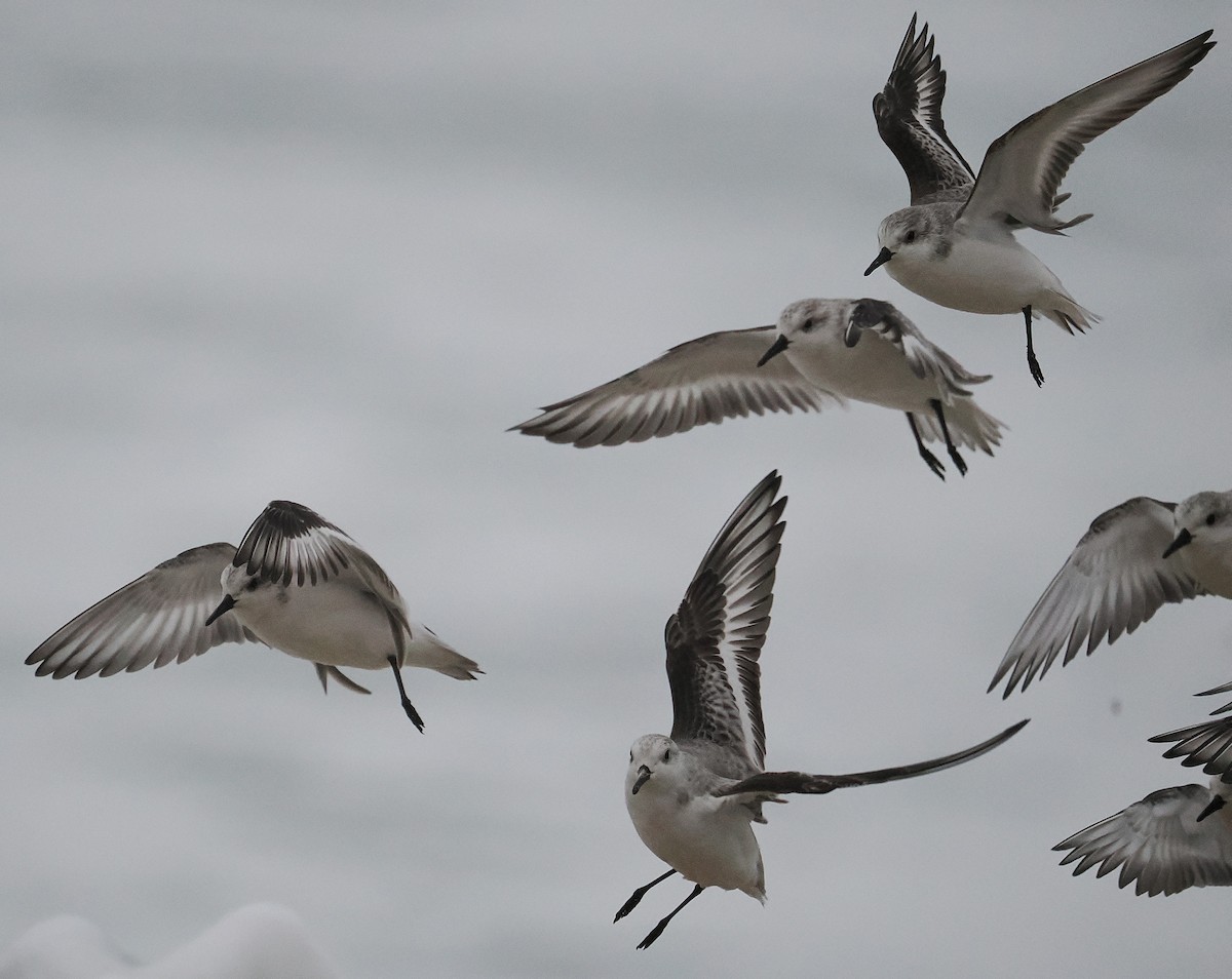 Sanderling - ML645081322