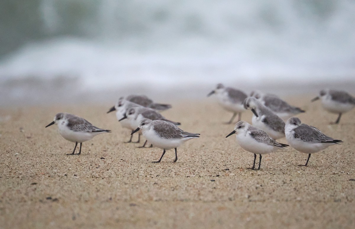 Sanderling - ML645081323