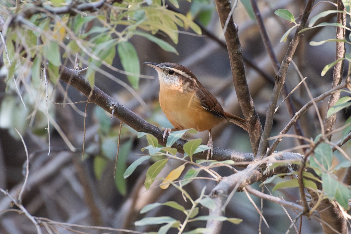 Carolina Wren - ML645081332