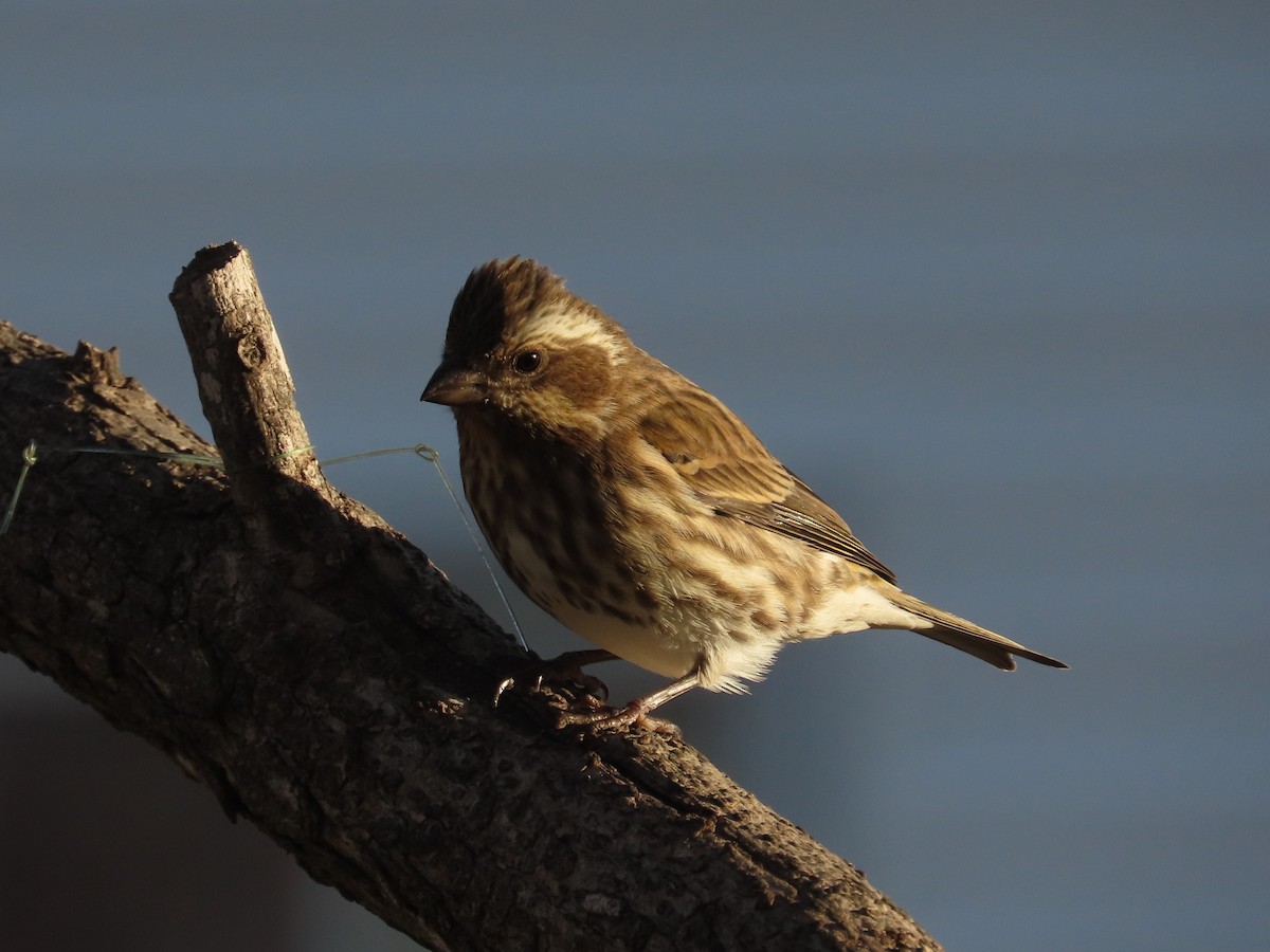 Purple Finch - ML645081371