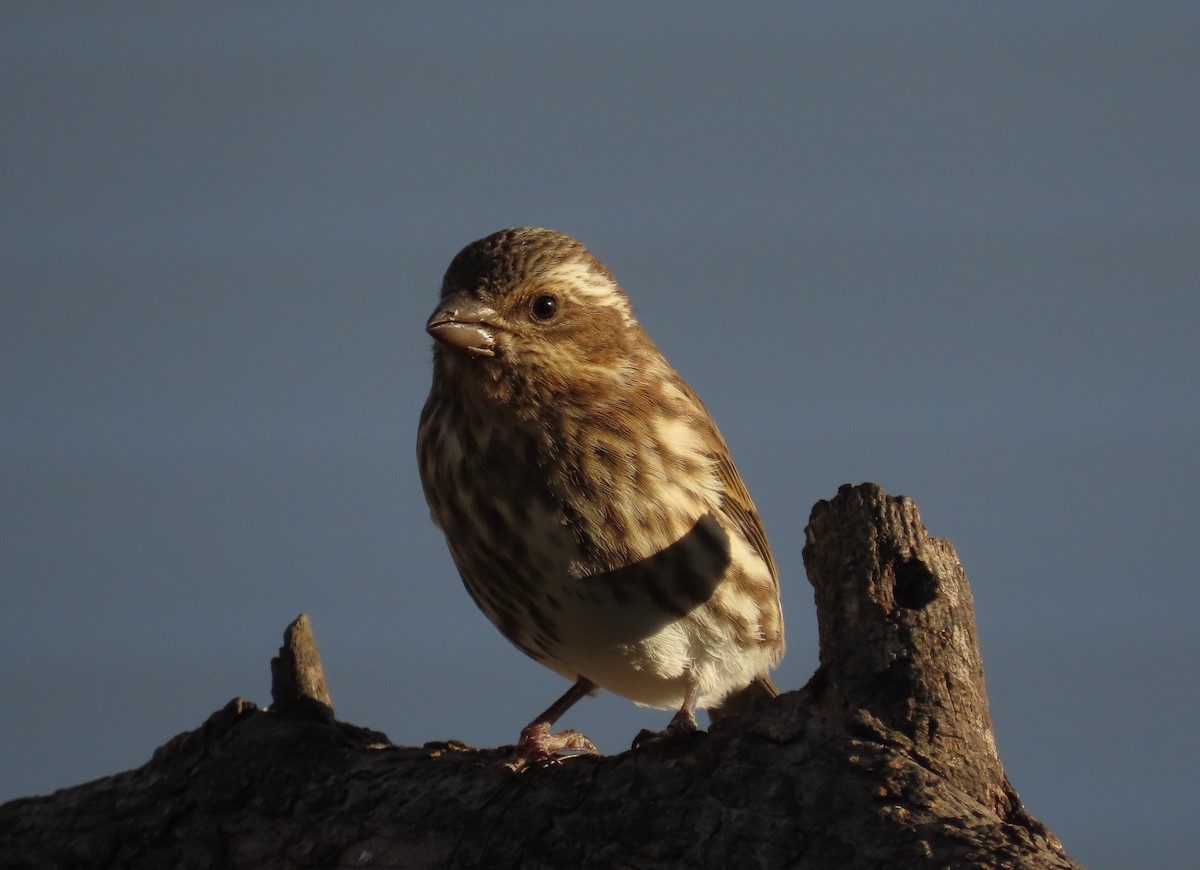 Purple Finch - ML645081372