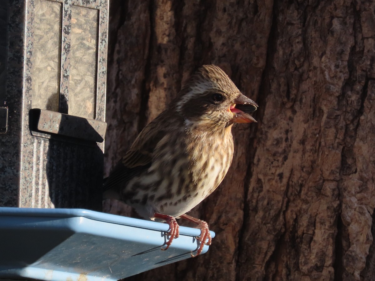 Purple Finch - ML645081373