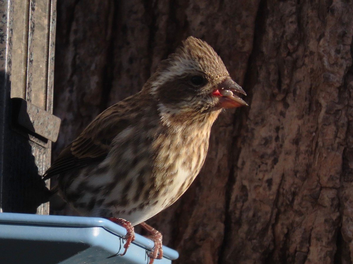 Purple Finch - ML645081374