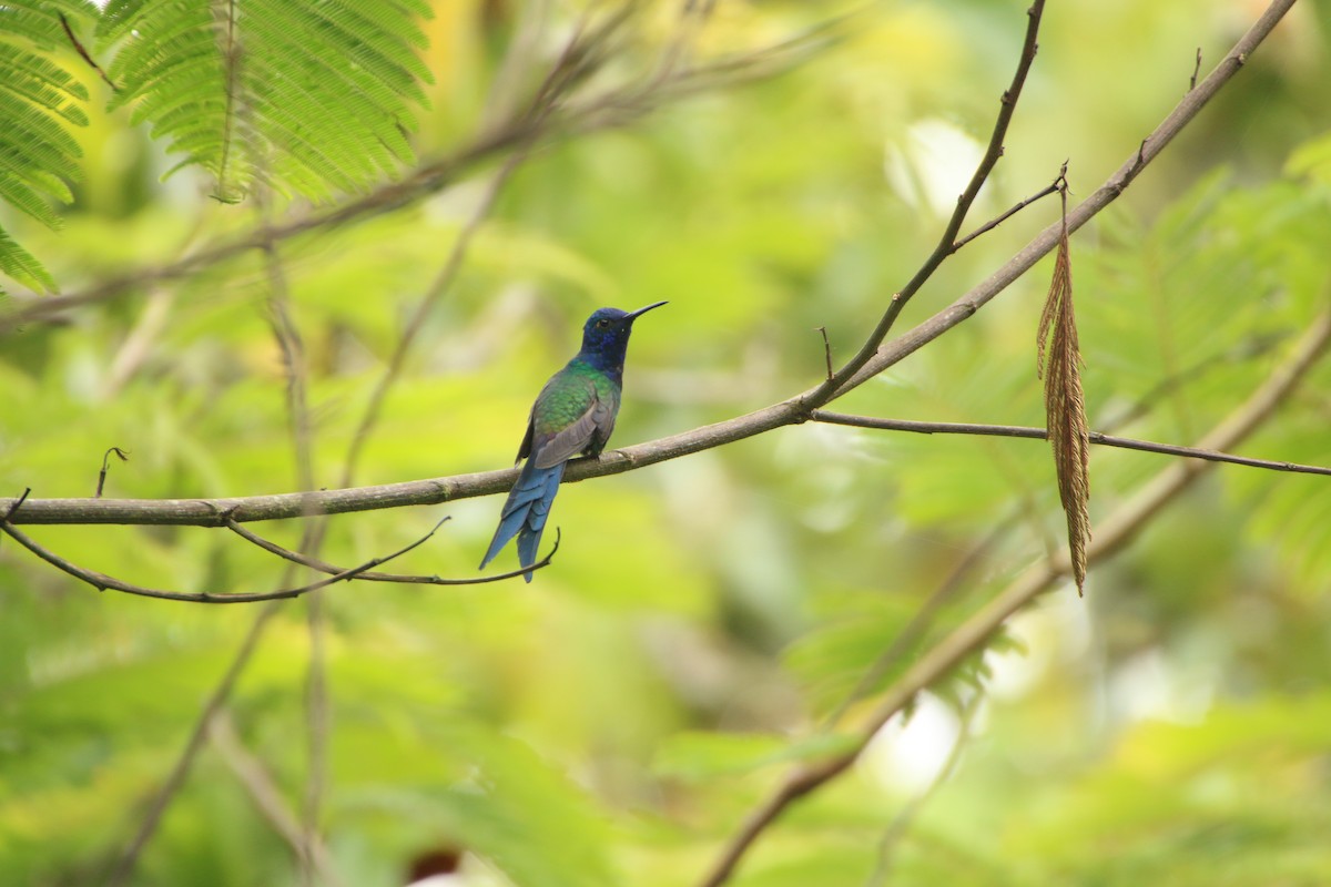 ツバメハチドリ - ML645081425