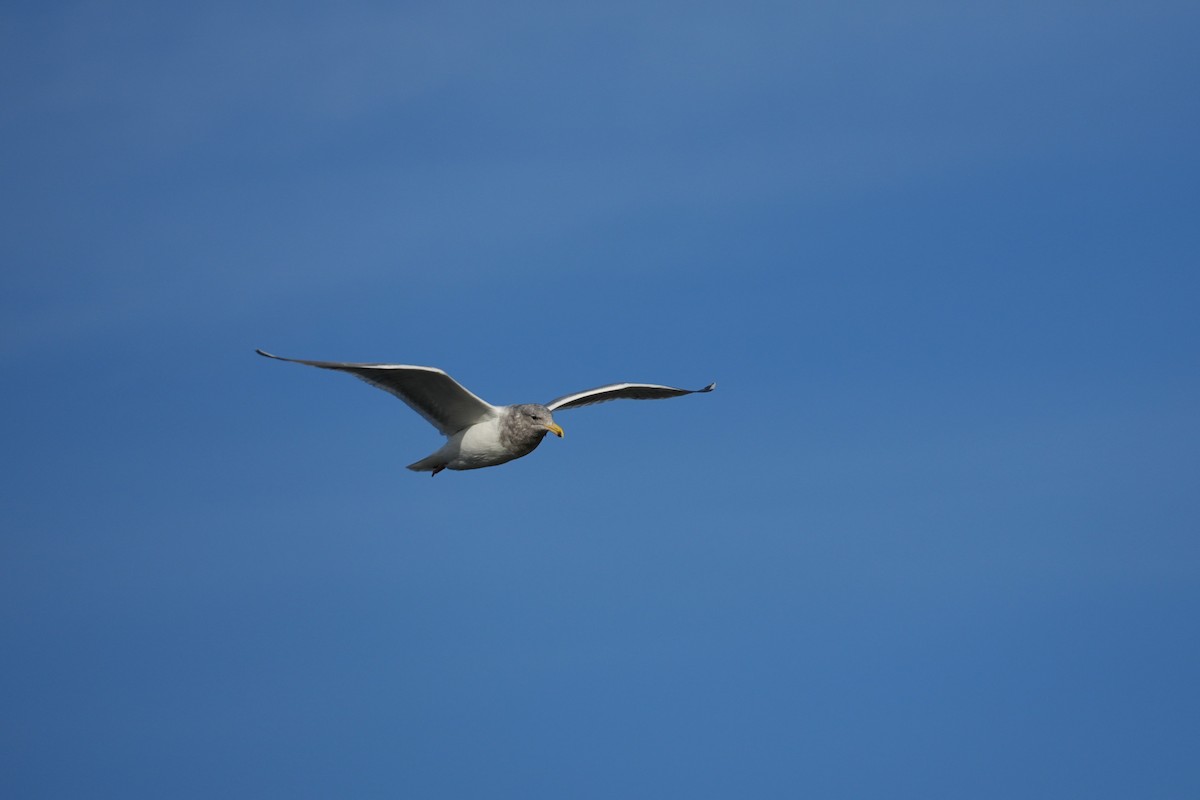 Glaucous-winged Gull - ML645081429