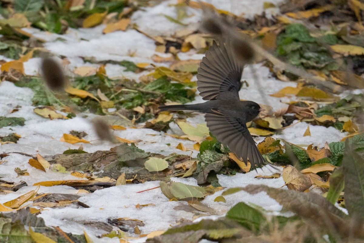 Dark-eyed Junco - ML645081430